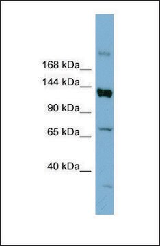 Anti-ABCB4 antibody produced in rabbit affinity isolated antibody