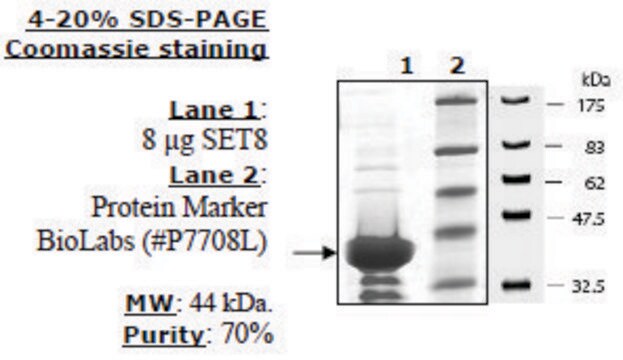 Set8 Active human recombinant, expressed in E. coli, &#8805;70% (SDS-PAGE)