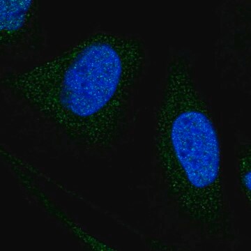 Anti-WDR7 antibody produced in rabbit Prestige Antibodies&#174; Powered by Atlas Antibodies, affinity isolated antibody, buffered aqueous glycerol solution