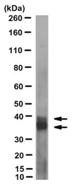 Anti-Galectin-9 Antibody, Neutralizing, clone 9S2-1 clone 9S2-1, from mouse