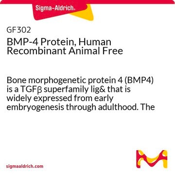 BMP-4 Protein, Human Recombinant Animal Free Bone morphogenetic protein 4 (BMP4) is a TGF&#946; superfamily lig&amp; that is widely expressed from early embryogenesis through adulthood. The Recombinant animal free human BMP-4 protein is manufactured using all non-animal reagents.