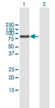 Anti-BMP1 antibody produced in mouse purified immunoglobulin, buffered aqueous solution