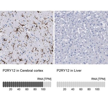 抗P2RY12 ウサギ宿主抗体 Prestige Antibodies&#174; Powered by Atlas Antibodies, affinity isolated antibody, buffered aqueous glycerol solution