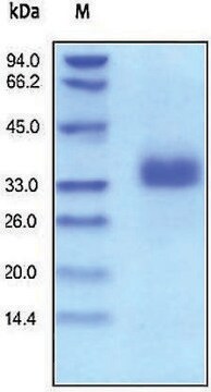 EpCAM/CD326 human recombinant, expressed in HEK 293 cells, &#8805;95% (SDS-PAGE)