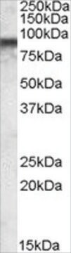 Anti-COG7 antibody produced in goat affinity isolated antibody, buffered aqueous solution