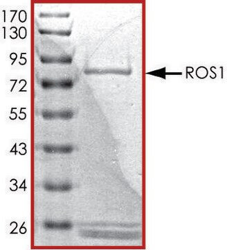 ROS1 (1883-end), active, GST tagged human PRECISIO&#174; Kinase, recombinant, expressed in baculovirus infected Sf9 cells, &#8805;70% (SDS-PAGE), buffered aqueous glycerol solution