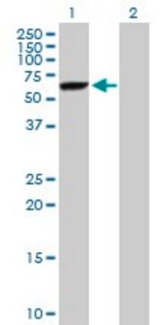 Anti-DNAJC7 antibody produced in mouse purified immunoglobulin, buffered aqueous solution