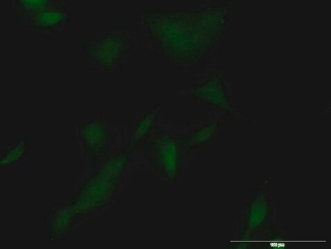 Monoclonal Anti-KLK3 antibody produced in mouse clone 1B1, purified immunoglobulin, buffered aqueous solution