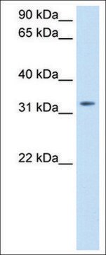 Anti-TRH antibody produced in rabbit affinity isolated antibody