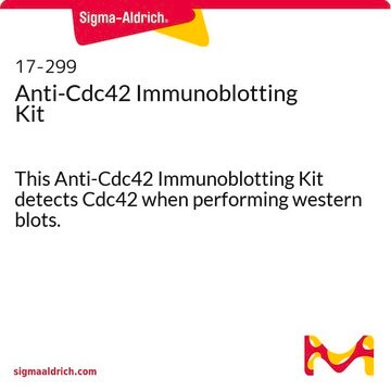 Anti-Cdc42 Immunoblotting Kit This Anti-Cdc42 Immunoblotting Kit detects Cdc42 when performing western blots.