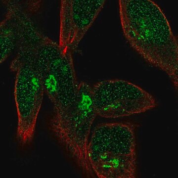 Anti-FPR1 antibody produced in rabbit Prestige Antibodies&#174; Powered by Atlas Antibodies, affinity isolated antibody