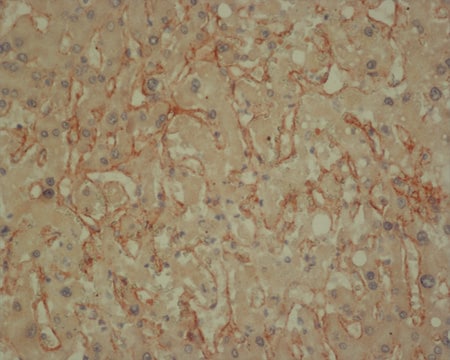 Anti-Collagen IV antibody, Mouse monoclonal clone J3-2, purified from hybridoma cell culture