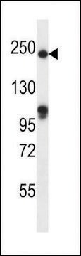 ANTI-SLIT1(N-TERMINAL) antibody produced in rabbit affinity isolated antibody, buffered aqueous solution