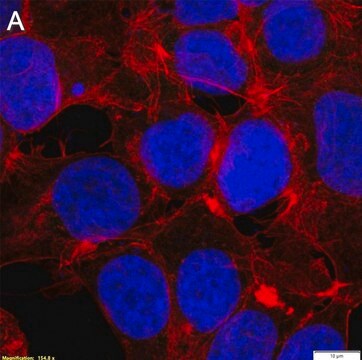 Anti-CAM-cysteine Antibody, clone 52H11 ZooMAb&#174; Rabbit Monoclonal recombinant, expressed in HEK 293 cells