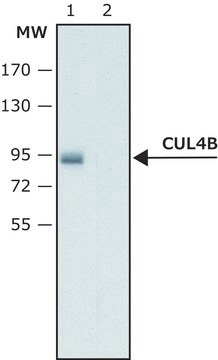 Anti-Cullin-4B antibody produced in rabbit ~1.0&#160;mg/mL, affinity isolated antibody, buffered aqueous solution