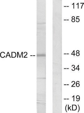 Anti-CADM2 antibody produced in rabbit affinity isolated antibody