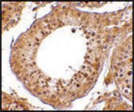 Anti-RGPD5 (ab1) antibody produced in rabbit affinity isolated antibody, buffered aqueous solution