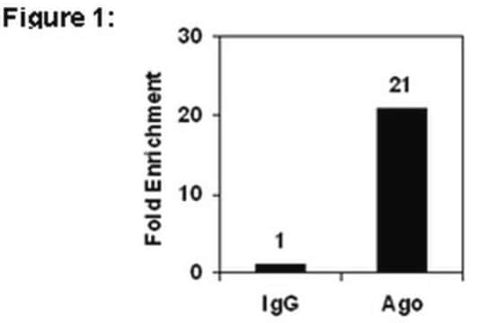 RIPAb+ pan Ago - RIP Validated Antibody and Primer Set clone 2A8, from mouse