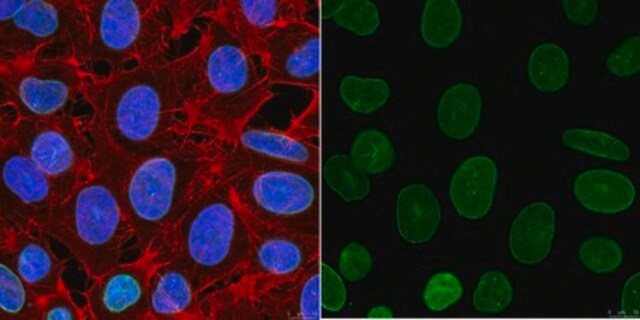 Anti-Lamin A/C Antibody, clone 2A1 clone 2A1, from mouse