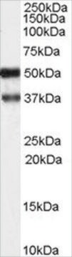 Anti-PACSIN1 antibody produced in goat affinity isolated antibody, buffered aqueous solution