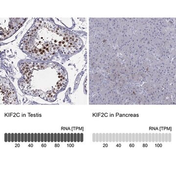 Anti-KIF2C antibody produced in rabbit Prestige Antibodies&#174; Powered by Atlas Antibodies, affinity isolated antibody, buffered aqueous glycerol solution