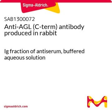 Anti-AGL (C-term) antibody produced in rabbit Ig fraction of antiserum, buffered aqueous solution