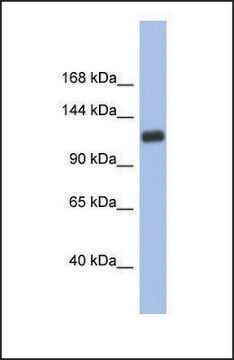 Anti-HIF1A affinity isolated antibody