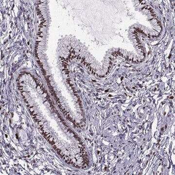 Anti-ZNF19 antibody produced in rabbit Prestige Antibodies&#174; Powered by Atlas Antibodies, affinity isolated antibody