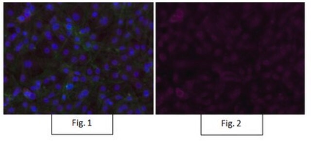 Anti-P40 Antibody, clone 11F12.1, Alexa Fluor&#8482; 647 clone 11F12.1, from mouse, ALEXA FLUOR&#8482; 647