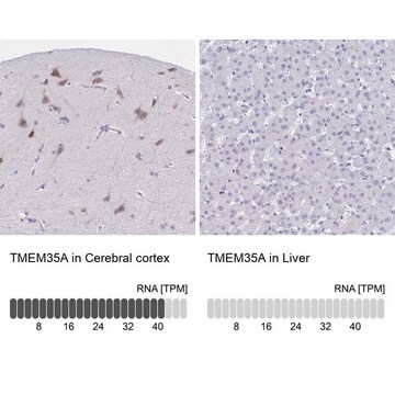 Anti-TMEM35A antibody produced in rabbit Prestige Antibodies&#174; Powered by Atlas Antibodies, affinity isolated antibody, buffered aqueous glycerol solution