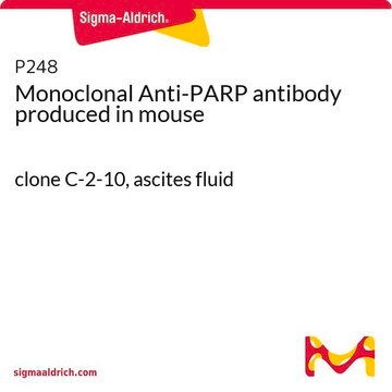 Monoclonal Anti-PARP antibody produced in mouse clone C-2-10, ascites fluid