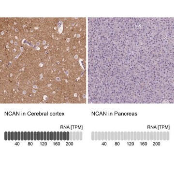 Anti-NCAN antibody produced in rabbit Prestige Antibodies&#174; Powered by Atlas Antibodies, affinity isolated antibody, buffered aqueous glycerol solution