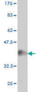 Monoclonal Anti-EPHA2 antibody produced in mouse clone 6F8, purified immunoglobulin, buffered aqueous solution