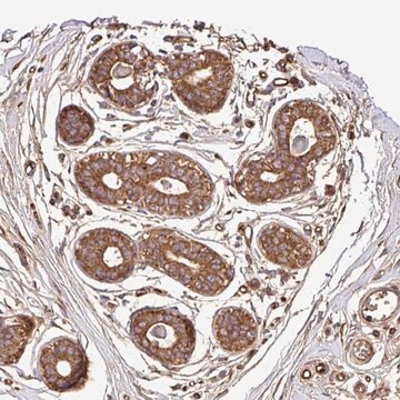 Anti-CWH43 antibody produced in rabbit Prestige Antibodies&#174; Powered by Atlas Antibodies, affinity isolated antibody, buffered aqueous glycerol solution