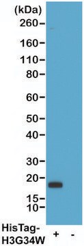 Anti-His-Tag-Biotin antibody, Rabbit monoclonal recombinant, expressed in HEK 293 cells, clone RM146, purified immunoglobulin