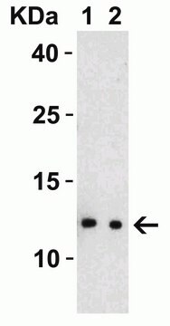 Anti-SARS-CoV-2 (COVID-19) NSP8 antibody produced in rabbit affinity isolated antibody