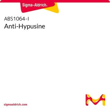 Anti-Hypusine