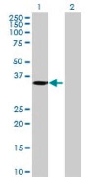 Anti-MGC26694 antibody produced in mouse purified immunoglobulin, buffered aqueous solution