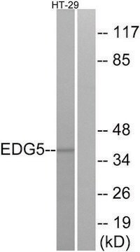 Anti-EDG5 antibody produced in rabbit affinity isolated antibody