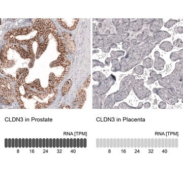 Anti-CLDN3 antibody produced in mouse Prestige Antibodies&#174; Powered by Atlas Antibodies, clone CL13130, purified by using Protein A, buffered aqueous glycerol solution