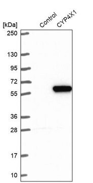 Anti-CYP4X1 antibody produced in rabbit Prestige Antibodies&#174; Powered by Atlas Antibodies, affinity isolated antibody, buffered aqueous glycerol solution