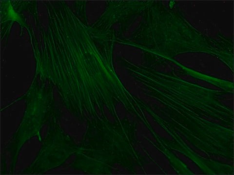 Monoclonal Anti-Actin–FITC antibody produced in mouse clone AC-40, purified immunoglobulin, buffered aqueous solution