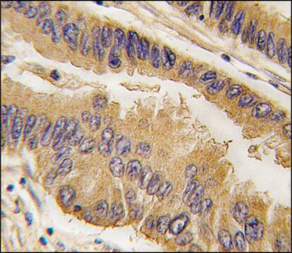 Anti-SHB (N-term) antibody produced in rabbit saturated ammonium sulfate (SAS) precipitated, buffered aqueous solution