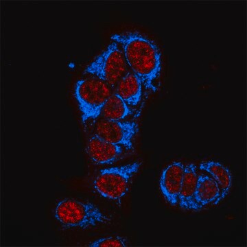 Anti-Mouse IgG2b (&#947;2b), CF&#8482;405S antibody produced in goat ~2&#160;mg/mL, affinity isolated antibody, buffered aqueous solution