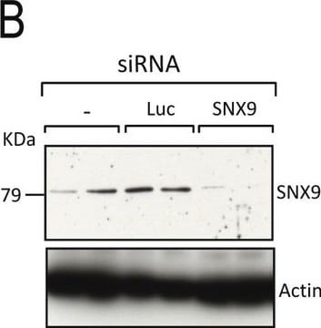 抗&#946;アクチン&#8722;ペルオキシダーゼ抗体、マウスモノクローナル マウス宿主抗体 clone AC-15, purified from hybridoma cell culture