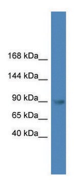 Anti-TLR4 (C-terminal) antibody produced in rabbit affinity isolated antibody