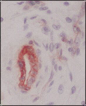 Anti-Collagen Type IV antibody, Mouse monoclonal clone col-94, purified from hybridoma cell culture