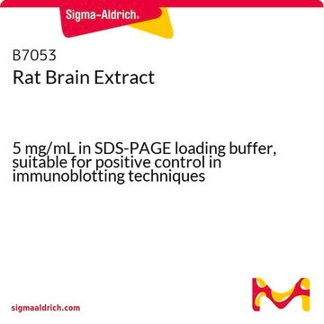 Rat Brain Extract 5&#160;mg/mL in SDS-PAGE loading buffer, suitable for positive control in immunoblotting techniques