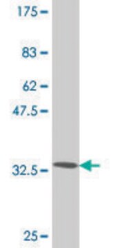 Monoclonal Anti-TWIST1 antibody produced in mouse clone 2G12, purified immunoglobulin, buffered aqueous solution