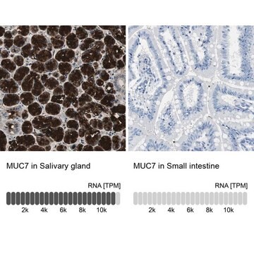 Anti-MUC7 antibody produced in rabbit Prestige Antibodies&#174; Powered by Atlas Antibodies, affinity isolated antibody, buffered aqueous glycerol solution